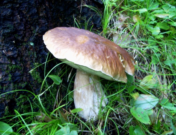 hríb smrekový Boletus edulis Bull.