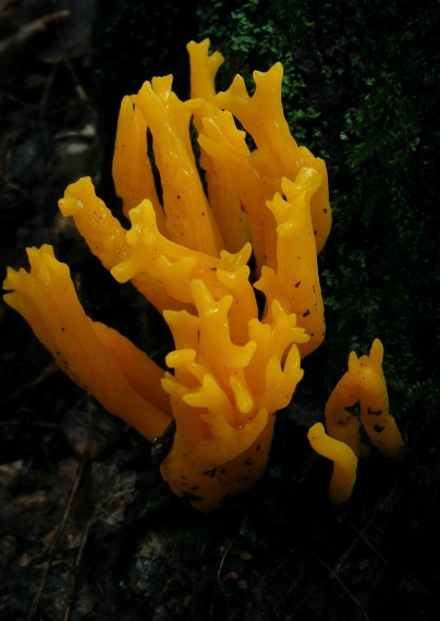 parôžkovec lepkavý Calocera viscota