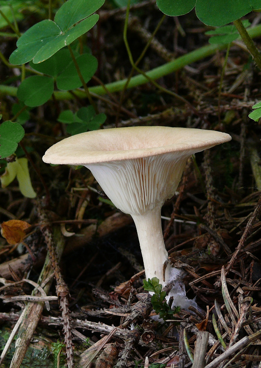 strmuľka lievikovitá Clitocybe gibba (Pers.) P. Kumm.