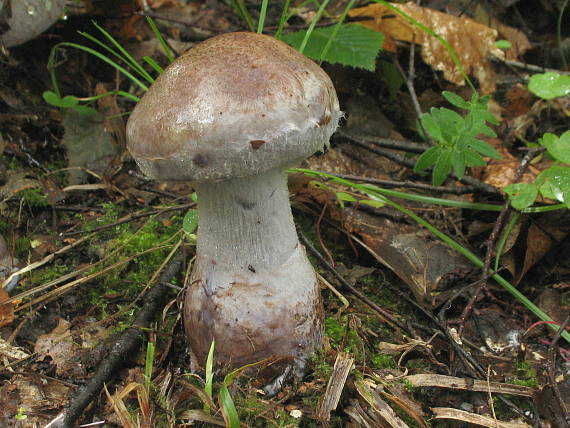 pavučinovec /?/ Cortinarius sp.