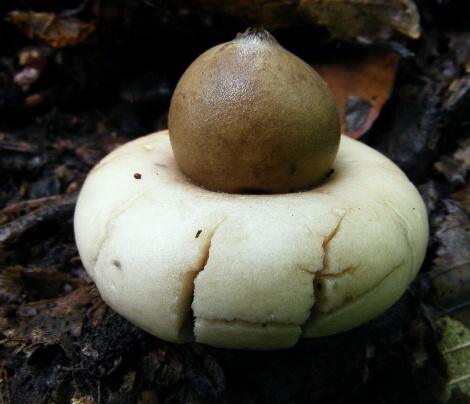 hviezdovka strapkatá Geastrum fimbriatum Fr.