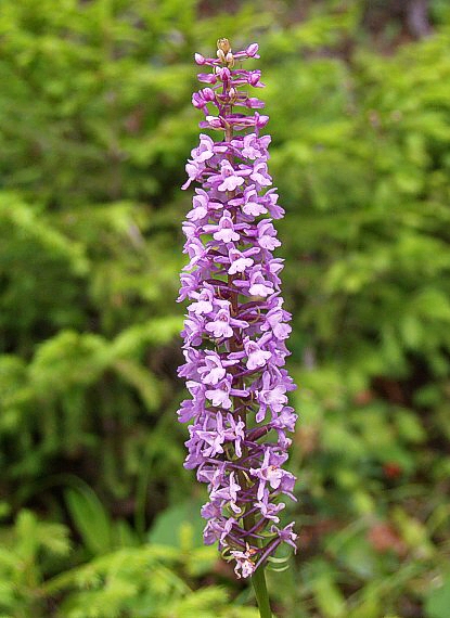 päťprstnica obyčajná Gymnadenia conopsea (L.) R. Br.