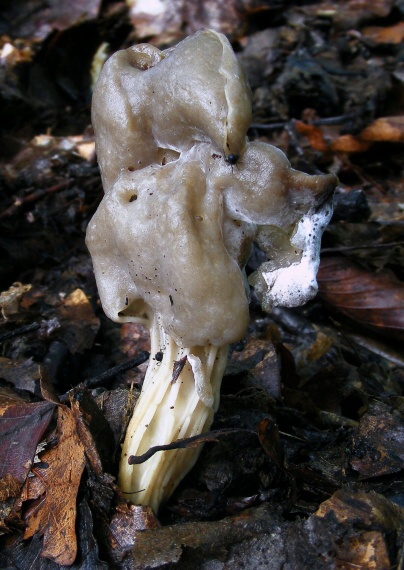 chriapač jamkatý Helvella lacunosa Afzel.