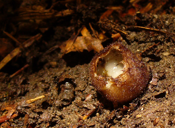 humária polguľovitá Humaria hemisphaerica (F.H. Wigg.) Fuckel