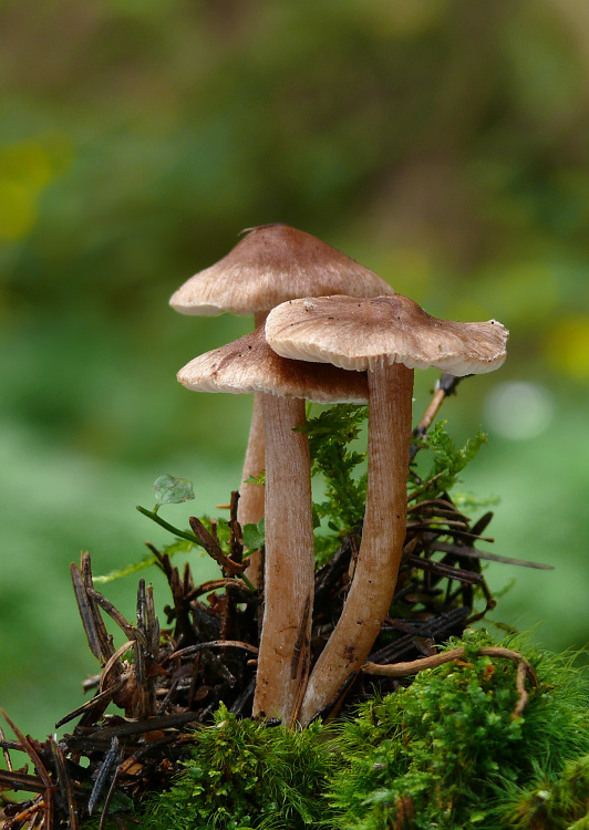 vláknica Inocybe sp.