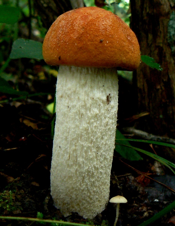 kozák osikový Leccinum albostipitatum den Bakker & Noordel.