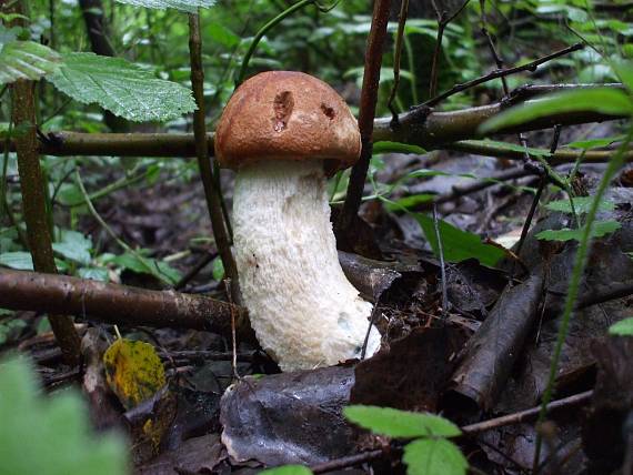 kozák osikový Leccinum albostipitatum den Bakker & Noordel.