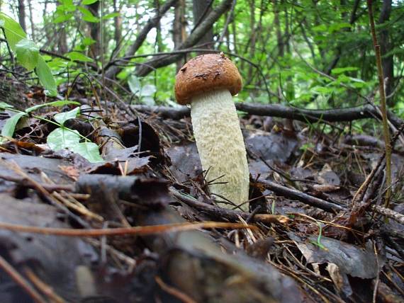 kozák osikový Leccinum albostipitatum den Bakker & Noordel.