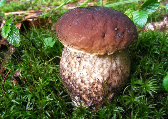 kozák hrabový Leccinum pseudoscabrum (Kallenb.) Šutara