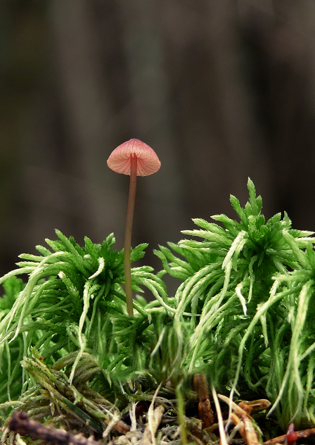 prilbička ružová Mycena rosella (Fr.) P. Kumm.