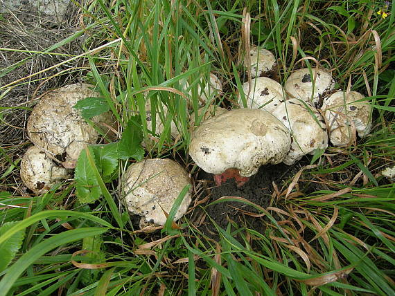 hríb satanský Rubroboletus satanas f. satanas (Lenz) Kuan Zhao & Zhu L. Yang