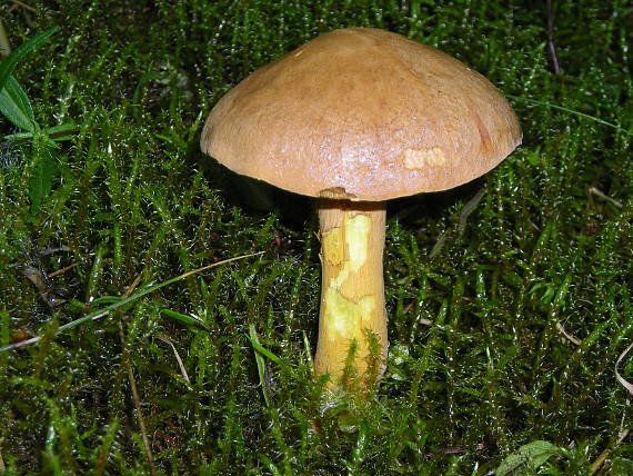 masliak smrekovcový Suillus grevillei (Klotzsch) Singer