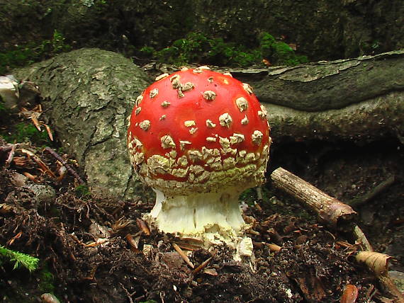 muchotrávka červená  Amanita muscaria (L.) Lam.