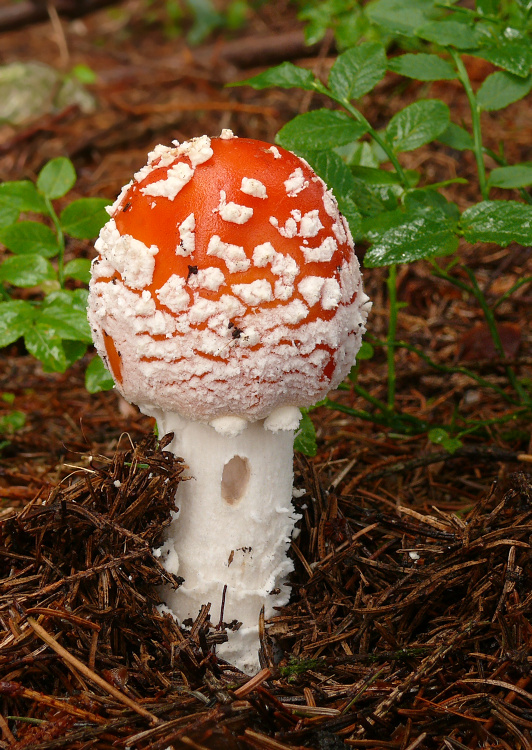 muchotrávka červená Amanita muscaria (L.) Lam.