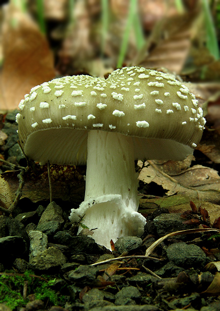 muchotrávka tigrovaná Amanita pantherina (DC.) Krombh.