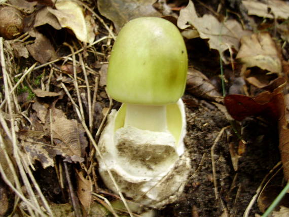 muchotrávka zelená Amanita phalloides (Vaill. ex Fr.) Link