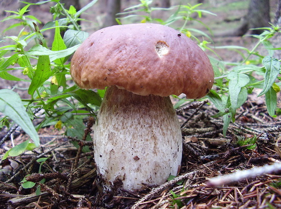 hríb smrekový Boletus edulis Bull.