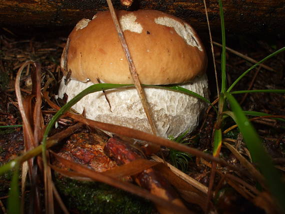 hríb smrekový Boletus edulis Bull.