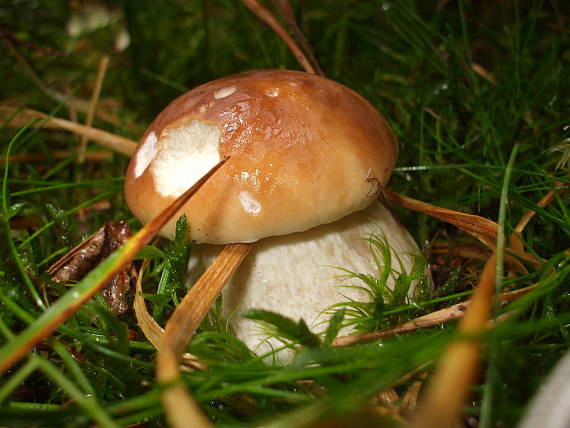 hríb smrekový Boletus edulis Bull.