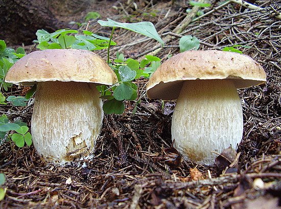 hríb smrekový Boletus edulis Bull.