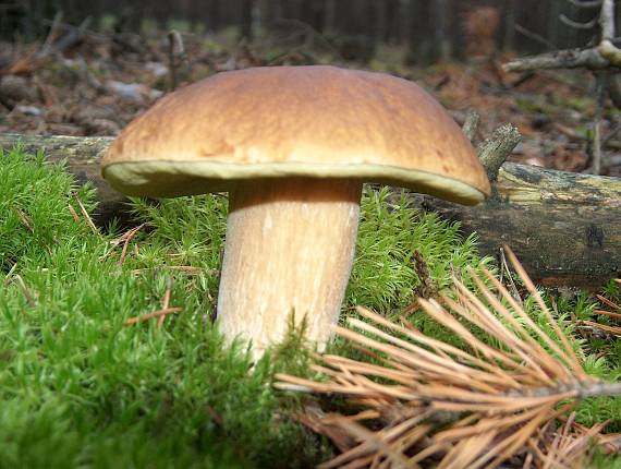 hríb smrekový Boletus edulis Bull.