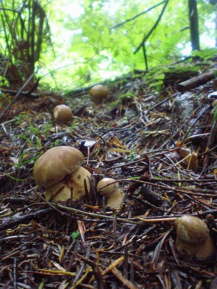 hríb smrekový Boletus edulis Bull.