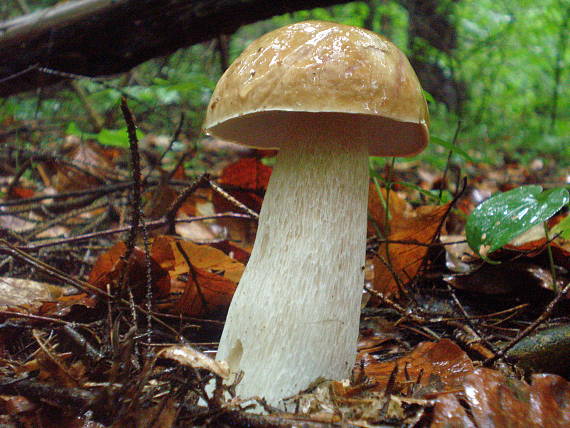 hríb smrekový Boletus edulis Bull.