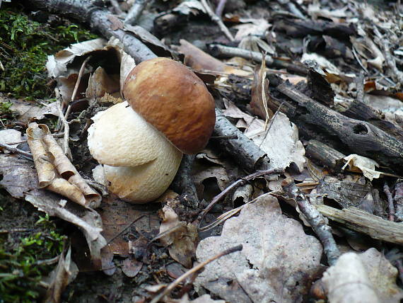 hríb dubový Boletus reticulatus Schaeff.