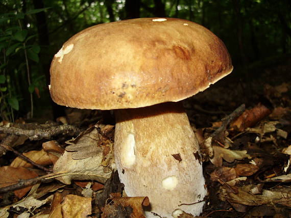 hríb dubový Boletus reticulatus Schaeff.