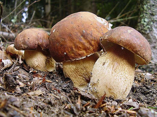 hríb dubový Boletus reticulatus Schaeff.