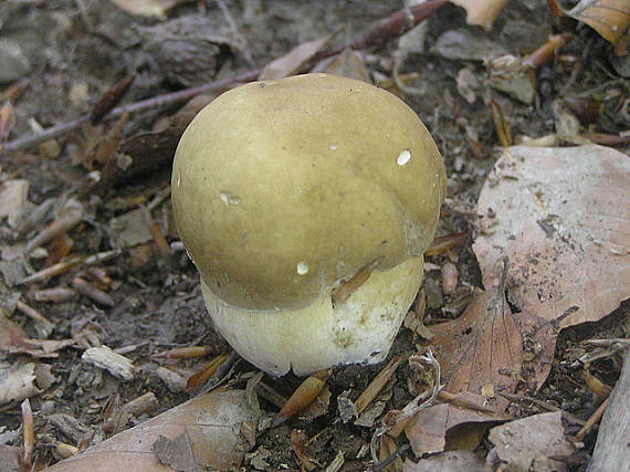 hríb dubový Boletus reticulatus Schaeff.