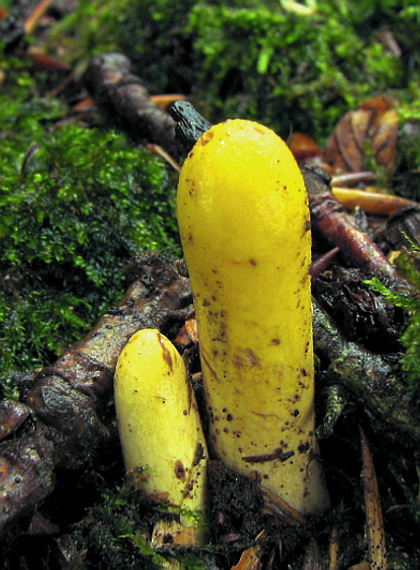 kyjak citrónovožltý Clavariadelphus flavoimmaturus R.H. Petersen