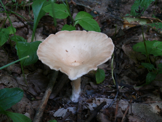 strmuľka lievikovitá Clitocybe gibba (Pers.) P. Kumm.