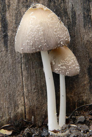 hnojnik domový Coprinus domesticus