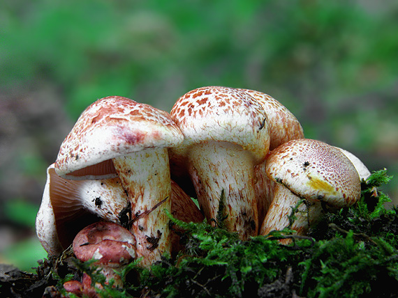 pavučinovec červenošupinatý Cortinarius bolaris (Pers.) Fr.