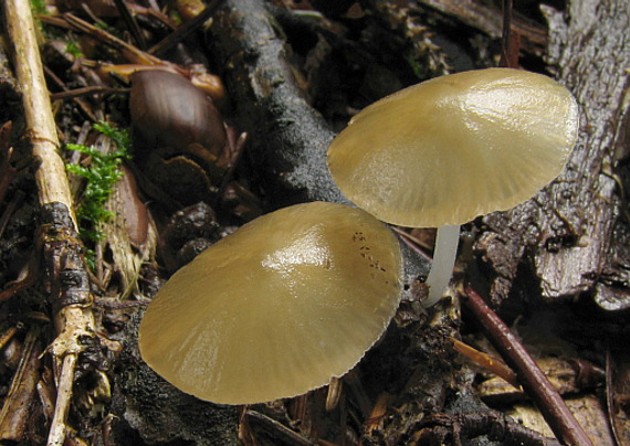 zvončekovec podhorský Hydropus subalpinus (Höhn.) Singer