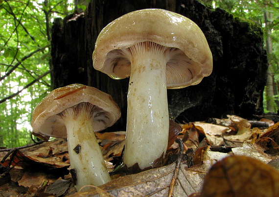 rýdzik škvrnitý Lactarius luridus (Pers.) Gray