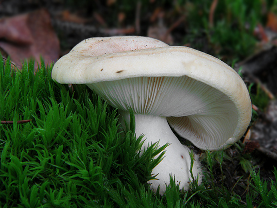 rýdzik Lactarius sp.