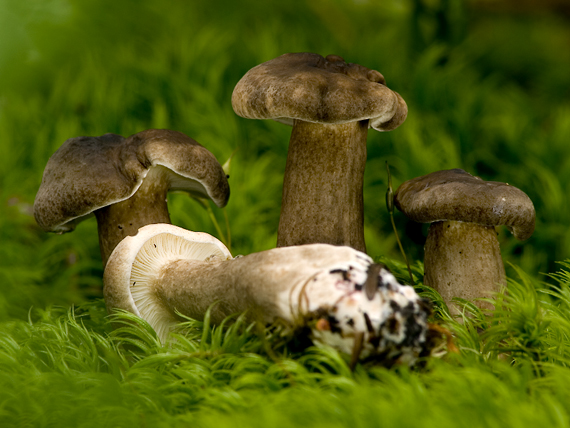 rýdzik  Lactarius sp.