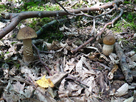 kozák hrabový Leccinum pseudoscabrum (Kallenb.) Šutara