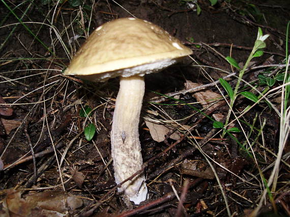 kozák hrabový Leccinum pseudoscabrum (Kallenb.) Šutara