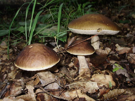 kozák hrabový Leccinum pseudoscabrum (Kallenb.) Šutara