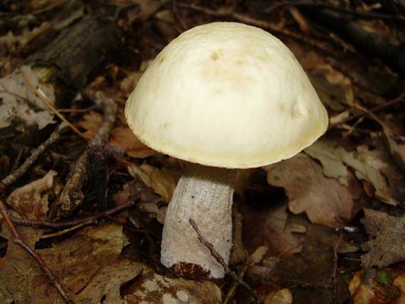 kozák hrabový Leccinum pseudoscabrum (Kallenb.) Šutara