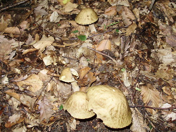 kozák hrabový Leccinum pseudoscabrum (Kallenb.) Šutara