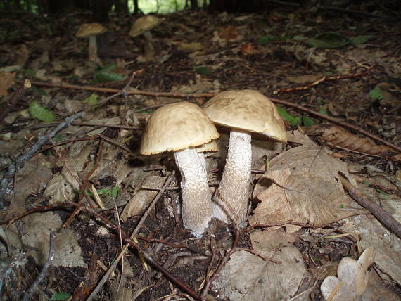 kozák hrabový Leccinum pseudoscabrum (Kallenb.) Šutara