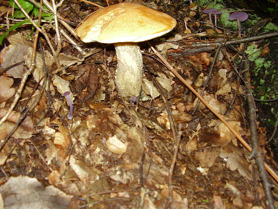 kozák brezový Leccinum scabrum (Bull.) Gray