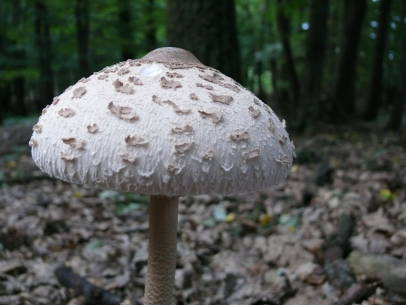 bedľa vysoká Macrolepiota procera  (Scop.) Singer