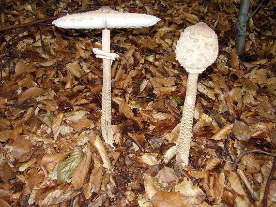 bedľa vysoká Macrolepiota procera (Scop.) Singer