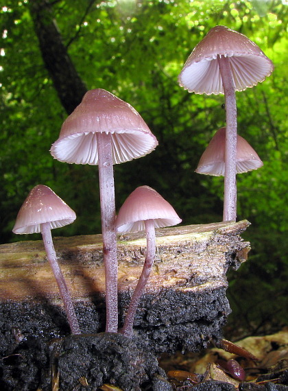 prilbička krvavomliečna Mycena haematopus (Pers.) P. Kumm.