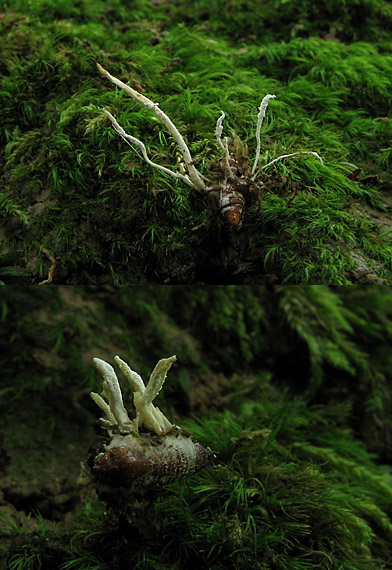 Paecilomyces sp.